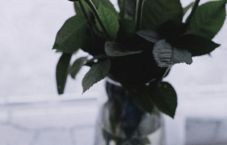 Ευκάλυπτος: 6 εντυπωσιακά οφέλη για το σώμα και το μυαλό