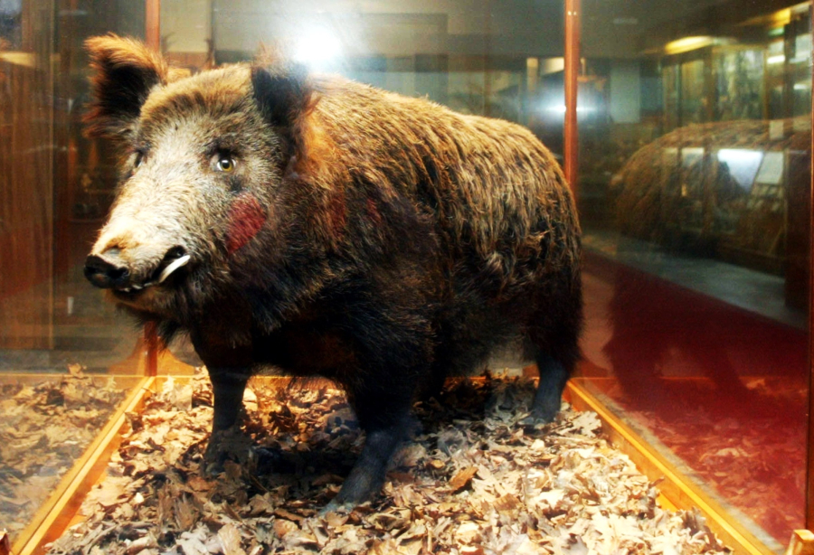 Έκαναν το αγριογούρουνο «συγκάτοικο» και του παραχώρησαν δικό του... καναπέ