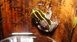 zootaxa