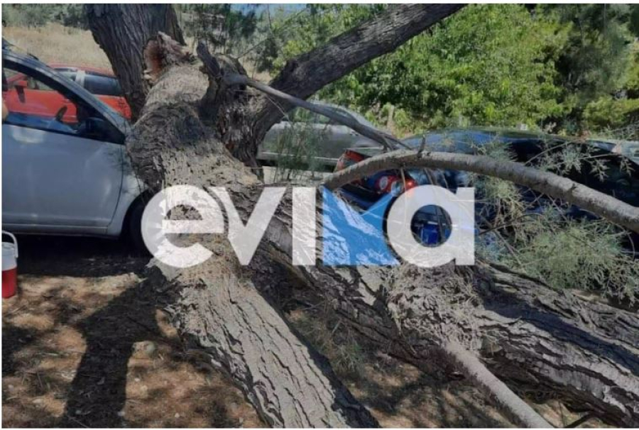Εύβοια: Κορμός δέντρου έπεσε δίπλα σε λουόμενους στην παραλία των Πολιτικών