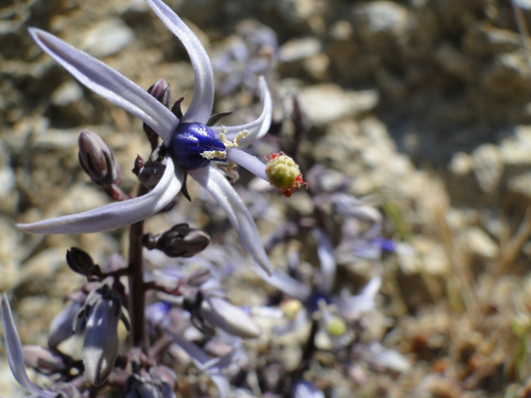 Θα φάμε τελικά σκαλτσούνια… superfood;