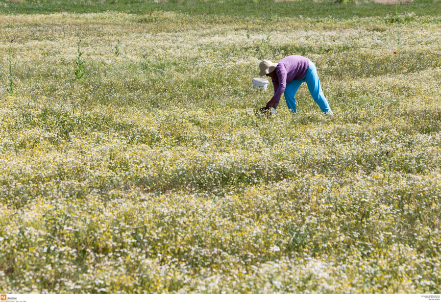 Η «τρίτη» βόμβα του ΟΠΕΚΕΠΕ: Κίνδυνος για τις πληρωμές των αγροτών