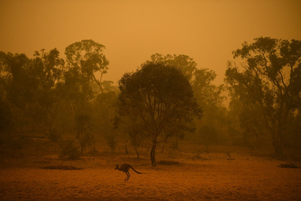 Αυστραλία: Οι πυρκαγιές, «ολοκαύτωμα» για την πανίδα, προειδοποιούν οι ειδικοί