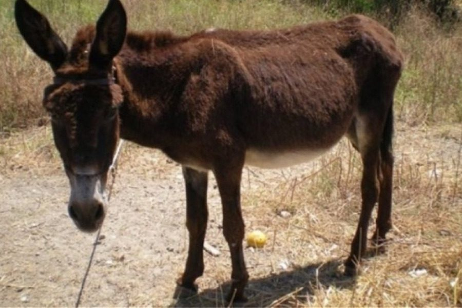 Λέσβος: Τον συνέλαβαν γιατί κακομεταχειριζόταν γαϊδουράκι