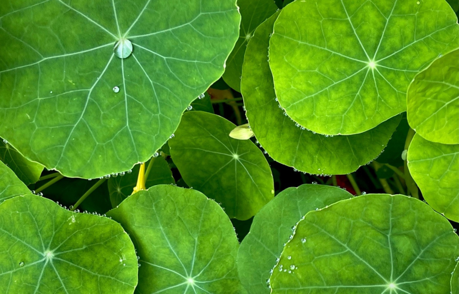 Νεροκάρδαμο: Αυτό είναι το πιο υγιεινό λαχανικό