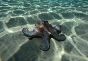 Συνθετικό δέρμα αλλάζει χρώμα όπως το χταπόδι