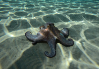 Συνθετικό δέρμα αλλάζει χρώμα όπως το χταπόδι