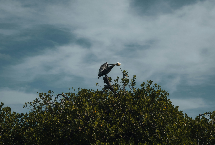 Τι είναι τα μαγκρόβια δάση που απειλούνται με εξαφάνιση