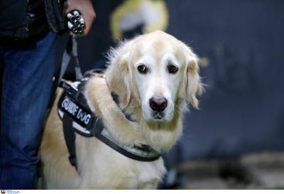 Σκύλος σε ρόλο αστυνομικού, «ξετρύπωσε» ναρκωτικά από παιδικό κάθισμα στην Θεσσαλονίκη