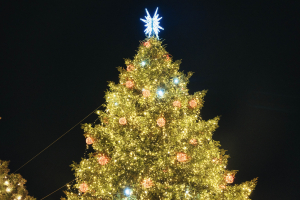 Στα Χανιά το μεγαλύτερο χριστουγεννιάτικο δέντρο της Ευρώπης - Πού θα στηθεί (Εικόνα)