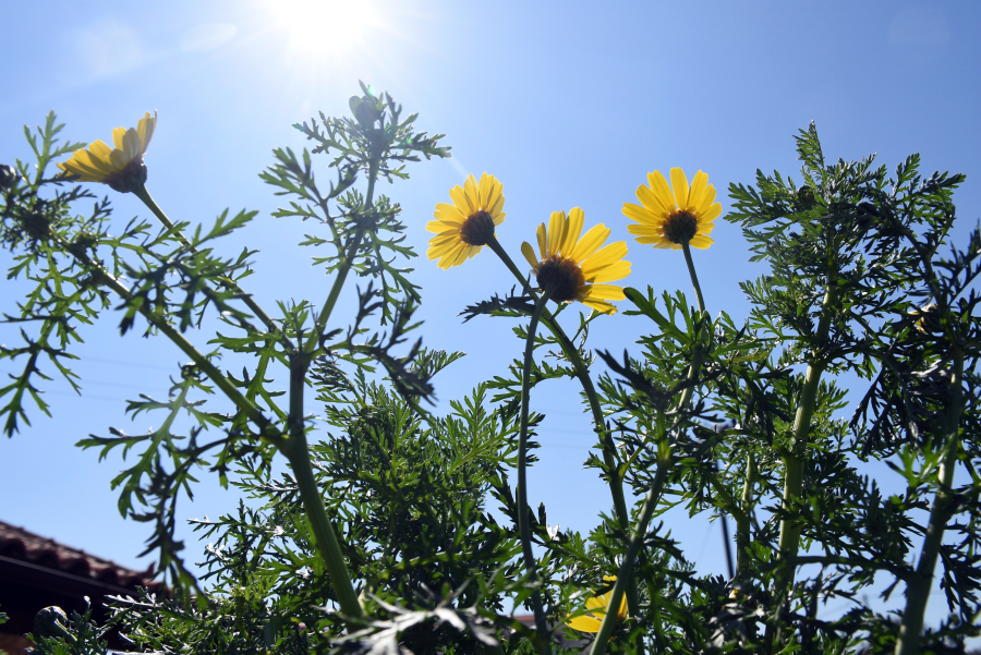 Ανοιξιάτικος καιρός και σήμερα, έως 23 βαθμούς η θερμοκρασία