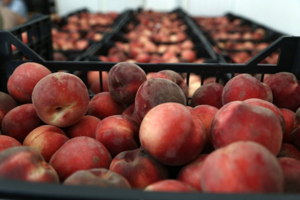 ΤΕΒΑ: Δωρεάν διανομή ροδάκινων από τον Δήμο Χανίων