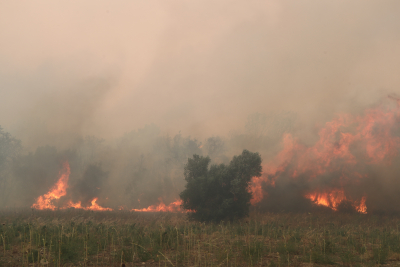 Οδυνηρή πρωτιά: Η φωτιά στον Έβρο είναι η μεγαλύτερη πανευρωπαϊκή δασική πυρκαγιά, σύμφωνα με το Copernicus