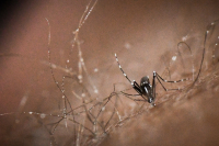 Ιός Δυτικού Νείλου: Εντοπίστηκαν τα πρώτα φετινά κρούσματα - Οι περιοχές