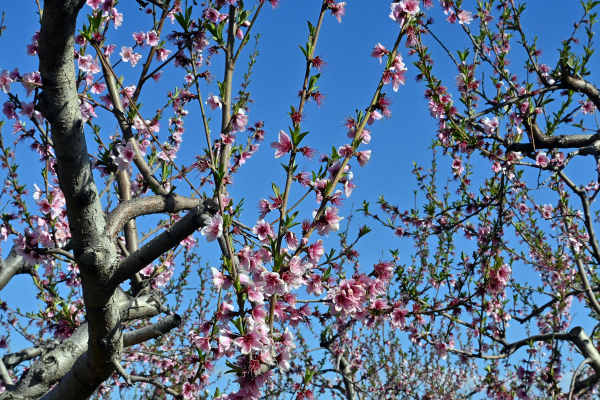 Καιρός δύο ταχυτήτων: Παγετός το πρωί - 19άρια το μεσημέρι