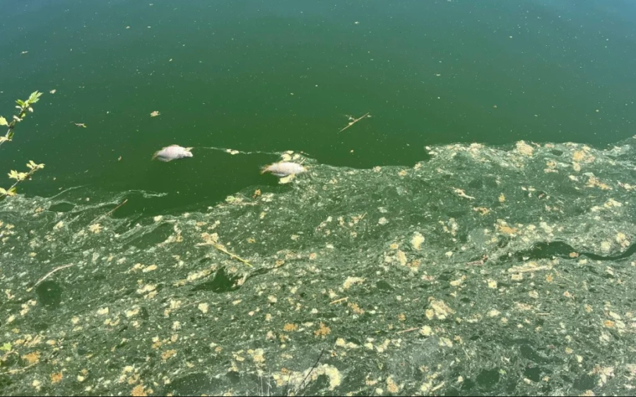 Παμβώτιδα: Νεκρά ψάρια και ανησυχία για ρύπανση στη λίμνη των Ιωαννίνων (εικόνα και βίντεο)