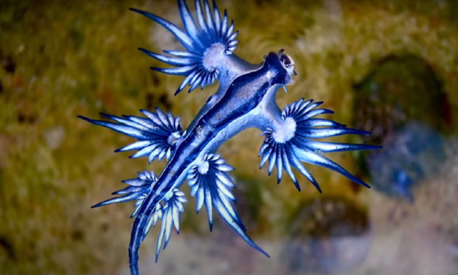 Μπλε δράκος: Γιατί προκαλεί πανικό και κλείνει τις παραλίες