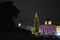 Χριστουγεννιάτικα δέντρα ξαναφυτεύονται για την ενίσχυση της θαλάσσιας άμυνας