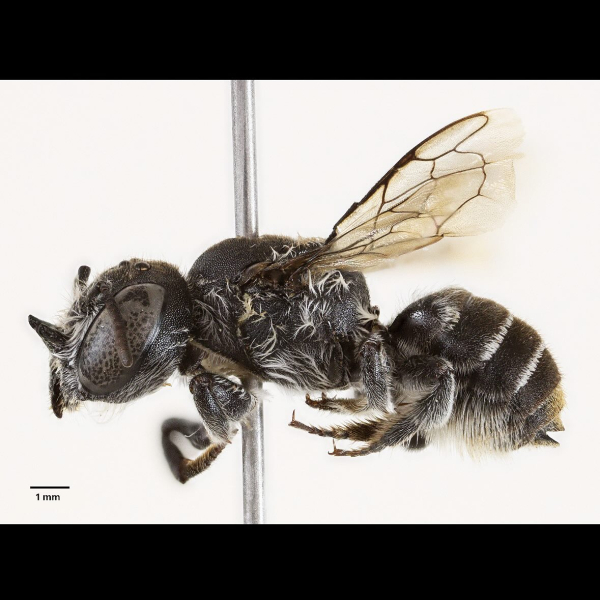 Ανακαλύφθηκε νέο είδος μέλισσας «Λούσιφερ» με κερατάκια