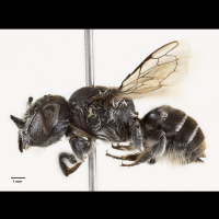 Ανακαλύφθηκε νέο είδος μέλισσας «Λούσιφερ» με κερατάκια