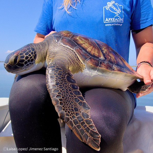 Αμβρακικός: Η εντυπωσιακή και σπάνια πράσινη χελώνα έκανε την εμφάνισή της (εικόνες)