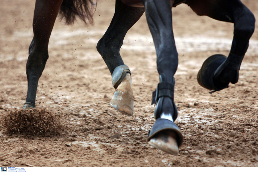 Κτηνωδία στα Γρεβενά: Άγνωστοι πυροβόλησαν, σκότωσαν και τεμάχισαν πέντε άλογα