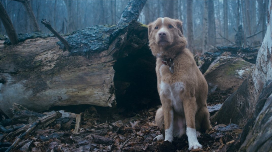 Ένας σκύλος για Όσκαρ - O Indy του Good Boy θέλει να είναι υποψήφιος για καλύτερος ηθοποιός