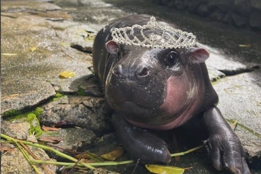 O viral πυγμαίος ιπποπόταμος, Moo Deng, κυκλοφόρησε το πρώτο του τραγούδι (βίντεο)
