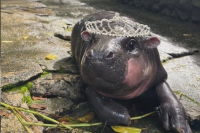 O viral πυγμαίος ιπποπόταμος, Moo Deng, κυκλοφόρησε το πρώτο του τραγούδι (βίντεο)