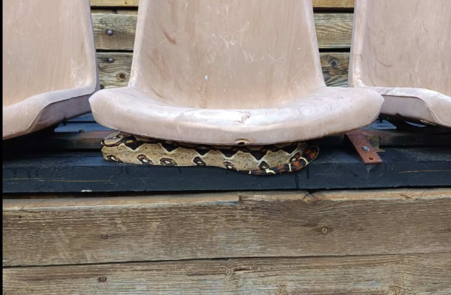 Βόας βρέθηκε κάτω από κάθισμα σε θέατρο στου Φιλοπάππου