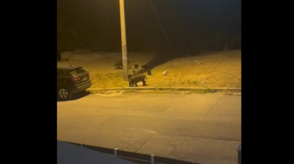 Θεσσαλονίκη: Αγέλη αγριογούρουνων ξανά στα Πεύκα