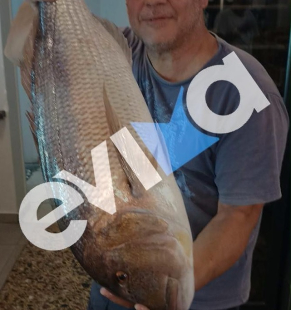 Απίστευτη ψαριά στην Εύβοια: Έβγαλε συναγρίδα 7 κιλών (εικόνες)