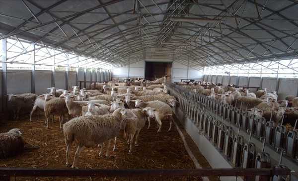 Λήγει η προθεσμία για την άδεια εγκατάστασης χωρίς πρόστιμο σε κτηνοτροφικές εγκαταστάσεις