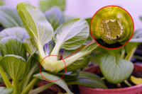 Για πρώτη φορά ερευνητές παρατείνουν τη ζωή μιας φρεσκοκομμένης σοδειάς