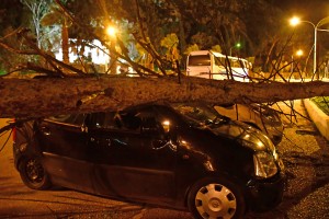 Καταστράφηκαν αυτοκίνητα από πτώσεις δέντρων στο Ναύπλιο