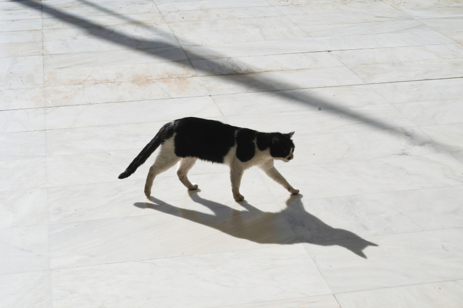 Γρίπη των πτηνών σε γάτες: Πώς κολλάει ο ιός