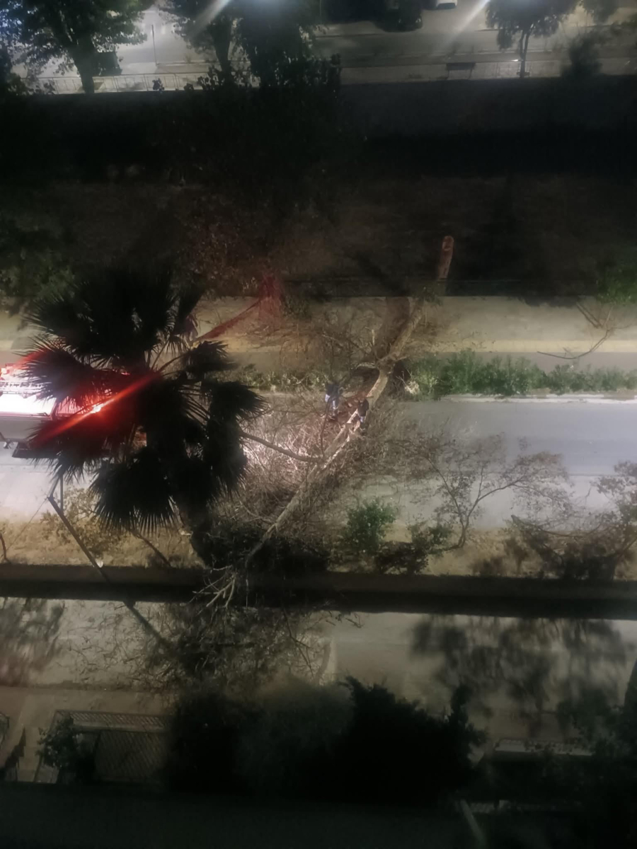 Βόλος: Θυελλώδεις άνεμοι έριξαν δεκάδες δέντρα σε δρόμους και αυτοκίνητα (Εικόνες)