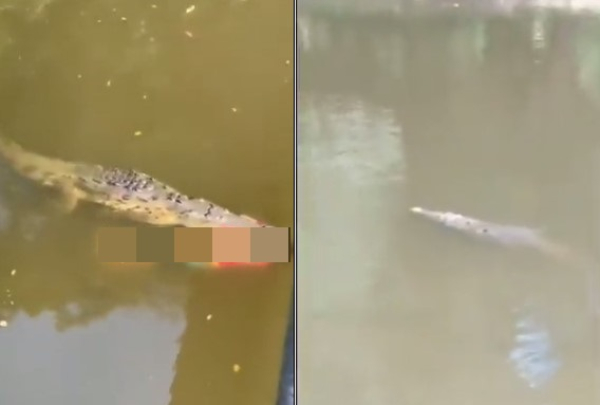 Μαρτυρικός θάνατος ποδοσφαιριστή από επίθεση κροκόδειλου στην Κόστα Ρίκα - ΠΡΟΣΟΧΗ ΣΚΛΗΡΕΣ ΕΙΚΟΝΕΣ