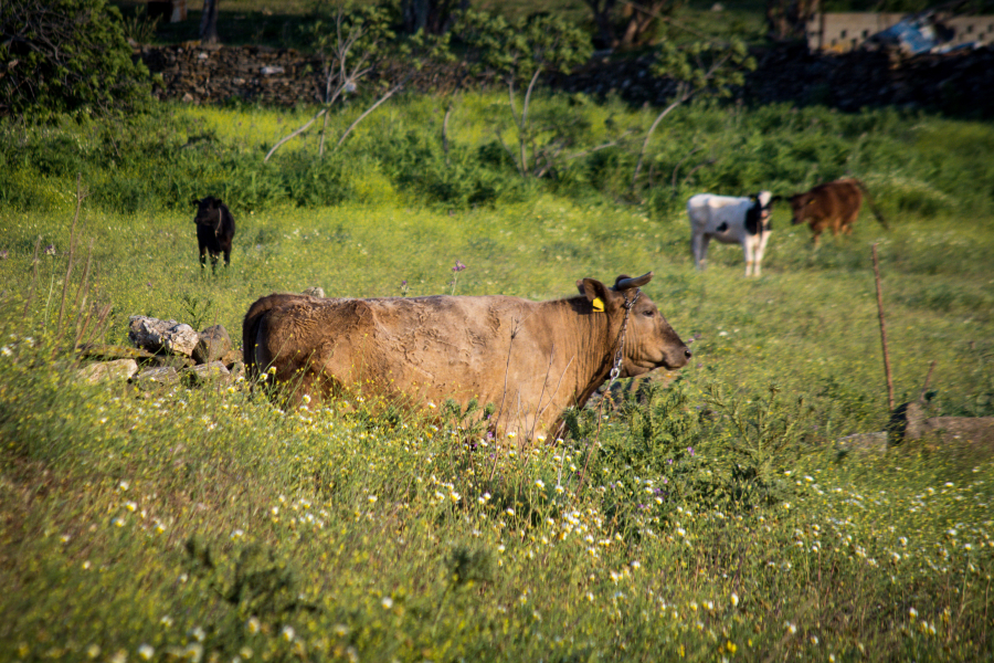 ΟΠΕΚΕΠΕ - Ανδρέας Στρατάκης, «Χασάπης»: Δεν υπάρχει δική μου συνομιλία - Ούτε νερό δεν ζήτησα από τον κουμπάρο μου Μ. Βορίδη