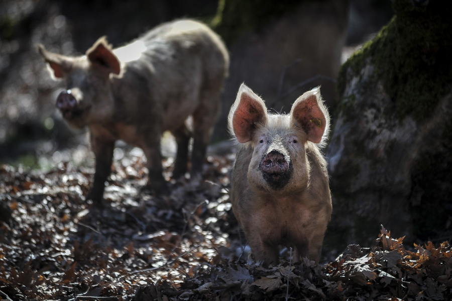 Γιατί ο χοίρος που μολύνθηκε από γρίπη των πτηνών στις ΗΠΑ ανησυχεί τους επιστήμονες;