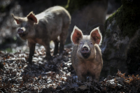 Γιατί ο χοίρος που μολύνθηκε από γρίπη των πτηνών στις ΗΠΑ ανησυχεί τους επιστήμονες;