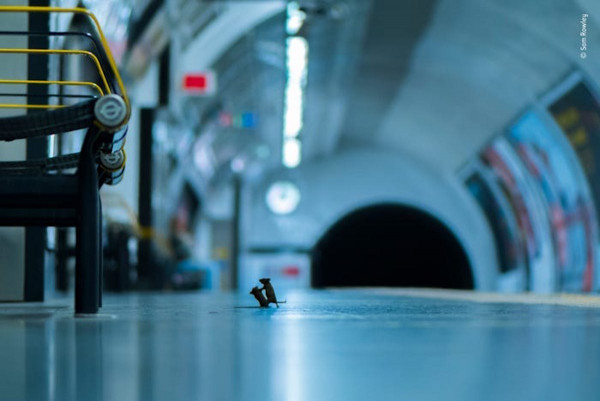 Κι όμως η φωτογραφία είναι αληθινή: Δύο ποντικάκια τσακώνονται στο μετρό του Λονδίνου