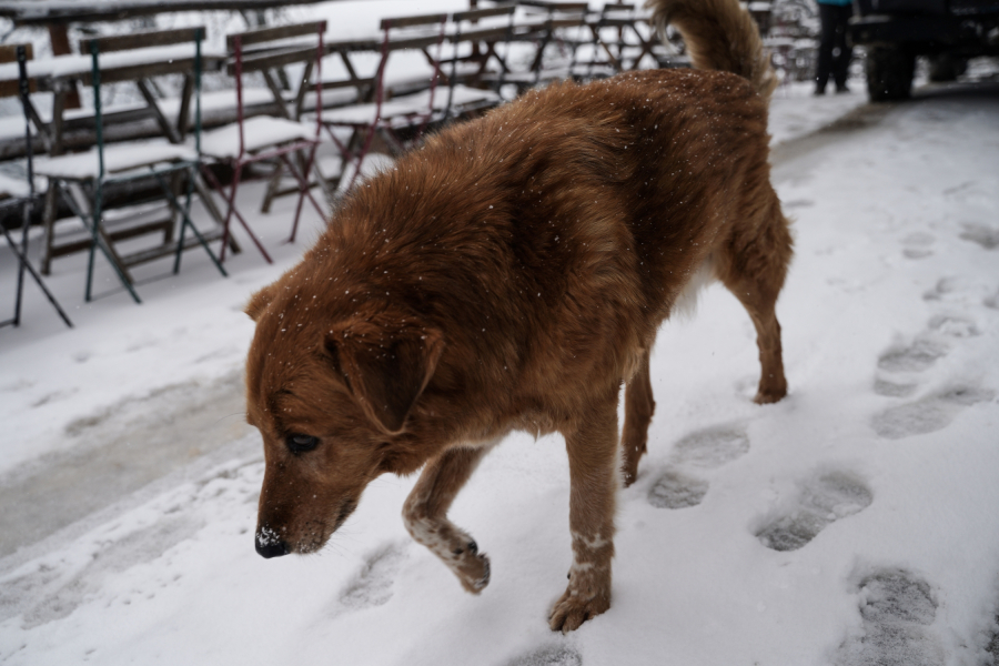 Κακοκαιρία Coral: Πόσο θα διαρκέσει το κύμα ψύχους, δύσκολο διήμερο και για την Αττική