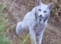 Εξαιρετικά σπάνιος λύγκας καταγράφηκε για πρώτη φορά στην κάμερα (βίντεο)