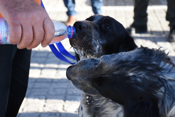 Συνελήφθη 47χρονος που είχε δεμένα με αλυσίδα 14 σκυλιά και μια γάτα σε κλουβί