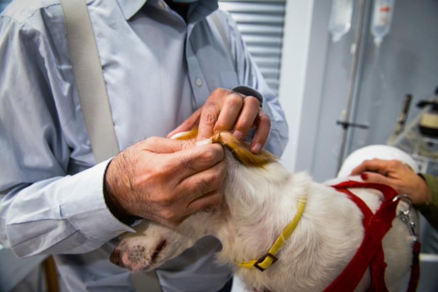 Σε λίστα αναμονής εκατοντάδες κηδεμόνες κατοικίδιων για συμμετοχή σε σεμινάρια Πρώτων Βοηθειών