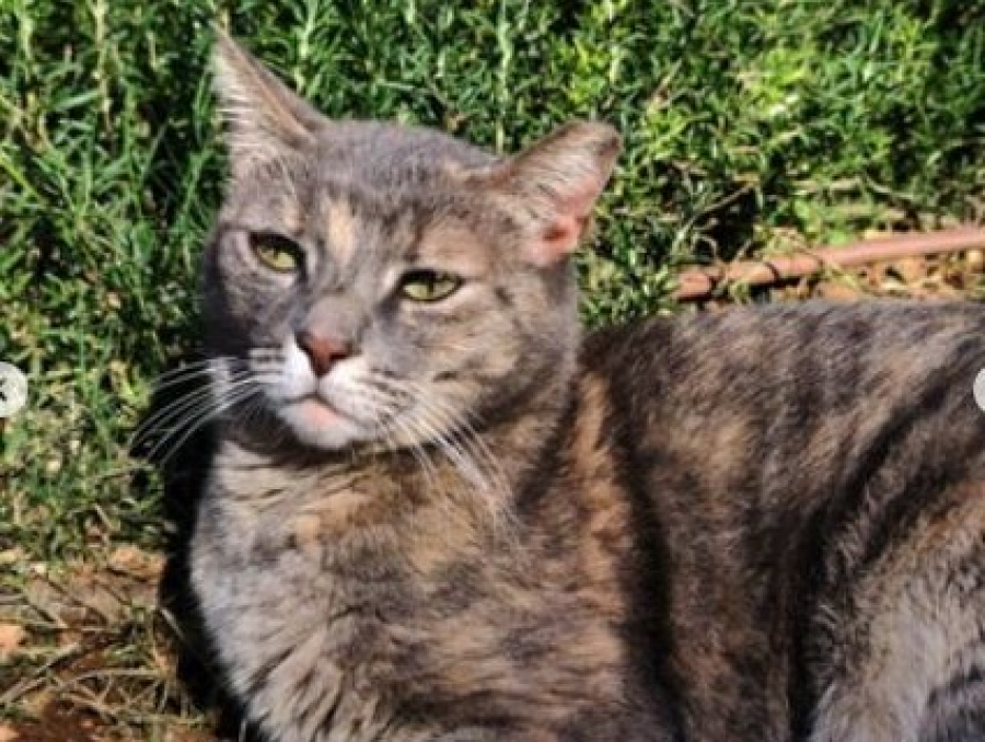 Το Μουσείο Γουλανδρή αποχαιρετά την Ελίζα