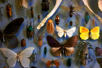 Τα έντομα είναι τα θύματα που δεν βλέπουμε