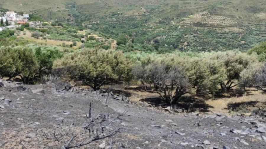 Φωτογραφία: neakriti.gr