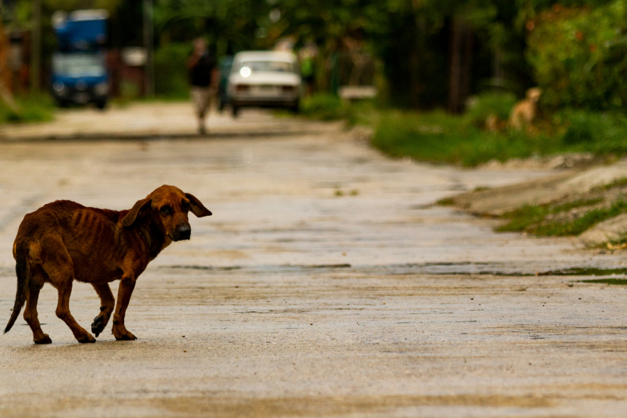 Πέλλα: Μήνυση από τους γονείς μετά την επίθεση αδέσποτου σκύλου στη 10χρονη κόρη τους